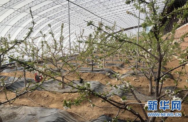 【新春走基层】辽宁西丰活用微信平台为4万多