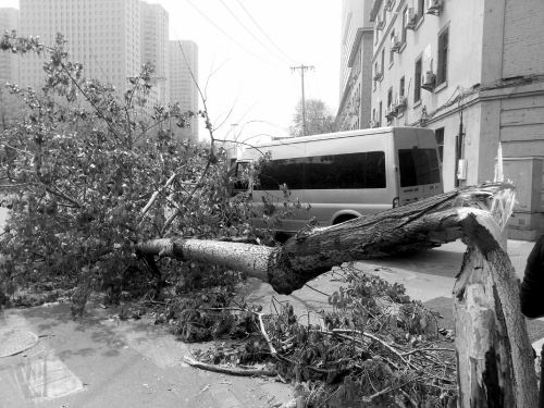 大树被风腰斩 横拍光荣街路口