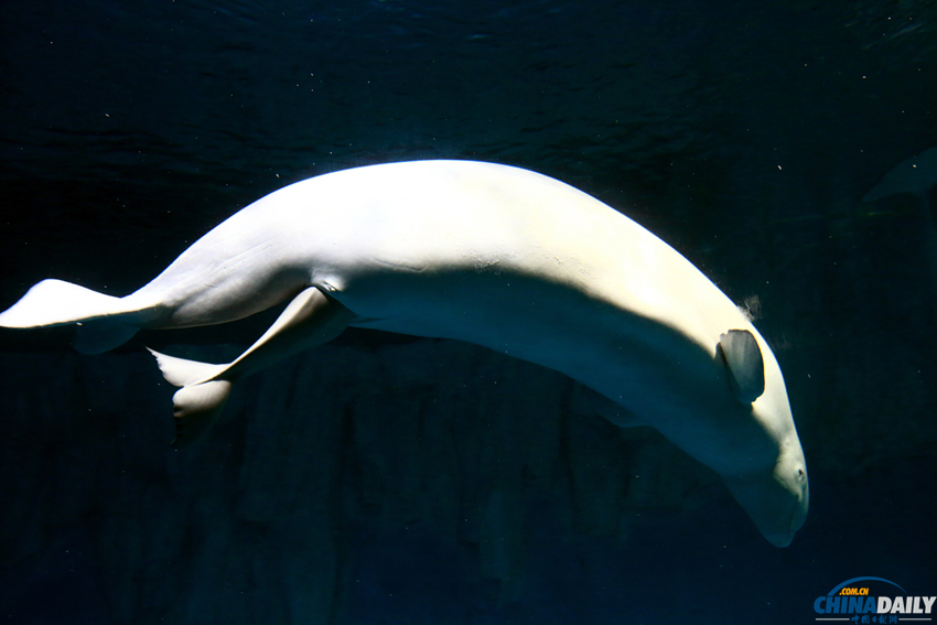 国内首例白鲸产子 新生第一天鲸宝宝努力觅乳