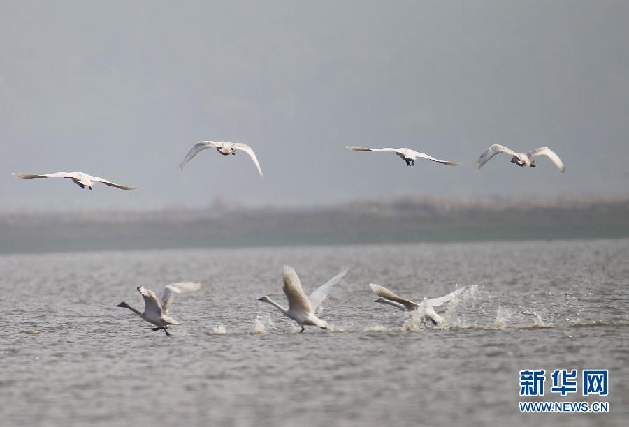 安徽池州升金湖迎来候鸟迁徙高峰