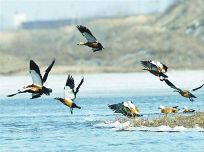 春江水暖鸭先知