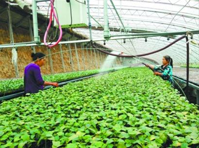 绥中设施农业生产工厂化