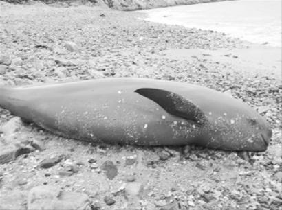 1.6米长笑脸江豚庄河海边搁浅