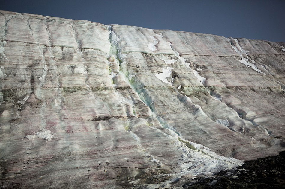 粉色企鹅粪绿色水藻添色彩