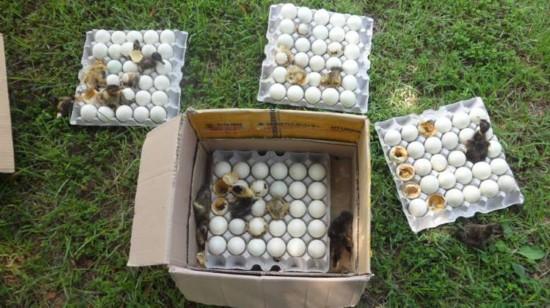 没收蛋欲销毁小鸭破壳而出__新华网辽宁频道