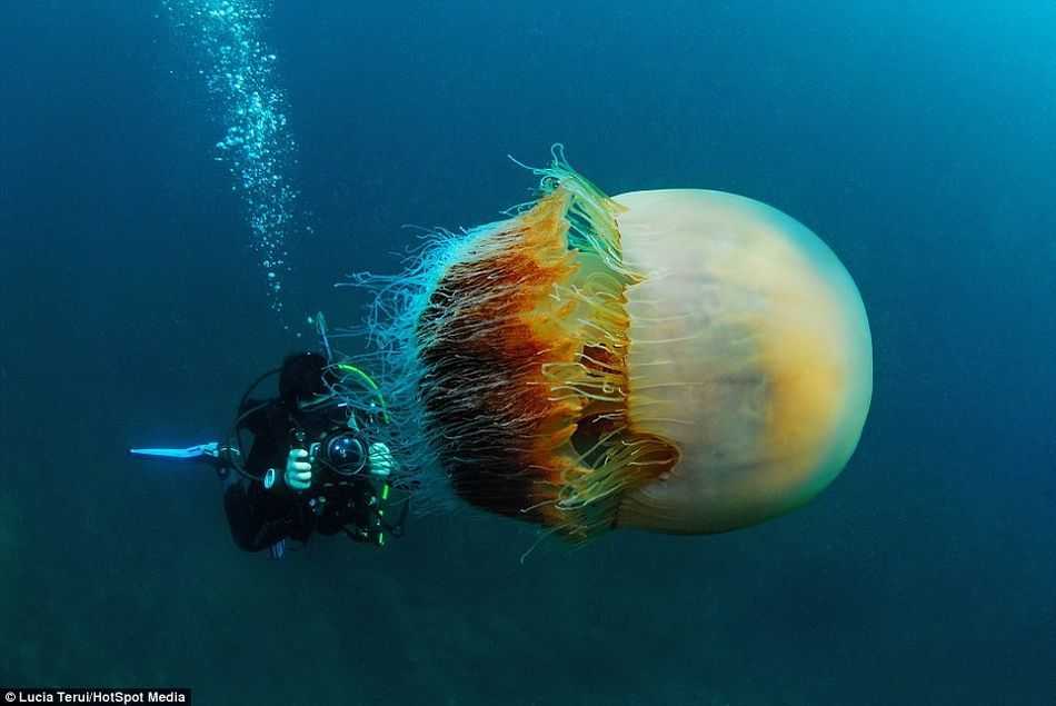 深海潜水遇见巨型水母