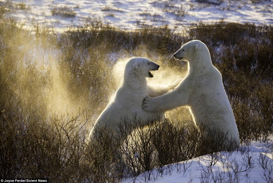 北极熊雪地练习“摔跤”