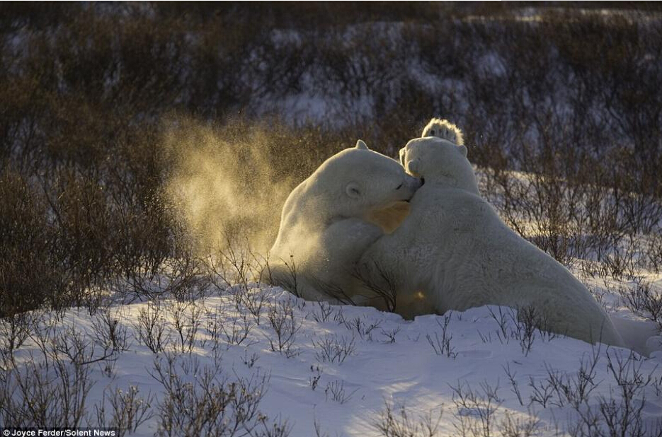 北极熊雪地练习“摔跤”