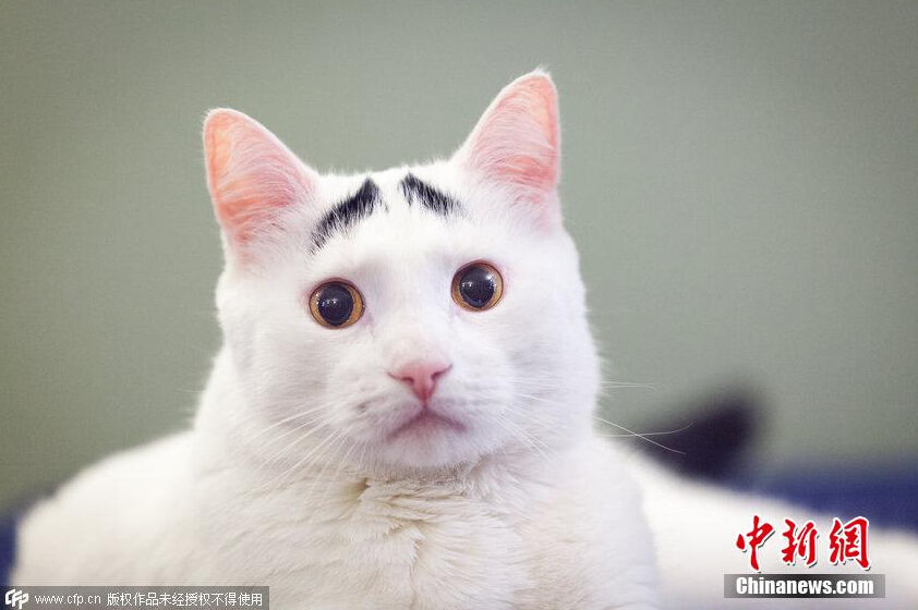 美国猫咪天生长八字眉 长相搞笑走红网络