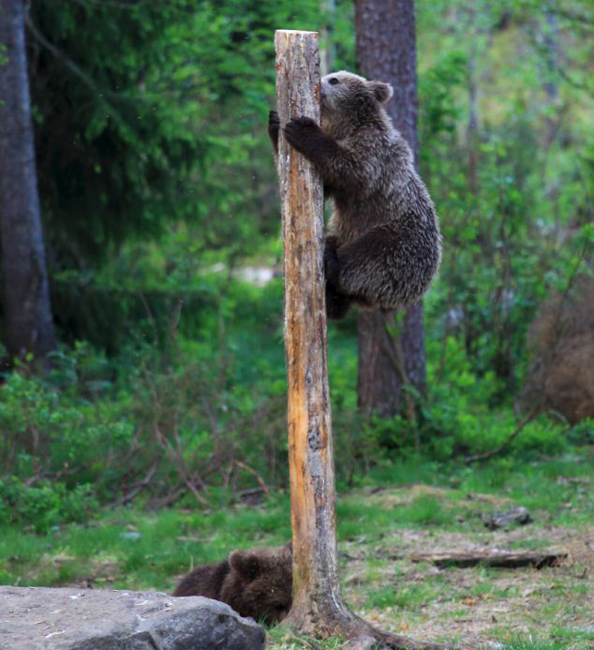 树上小熊 118717367_11n.jpg