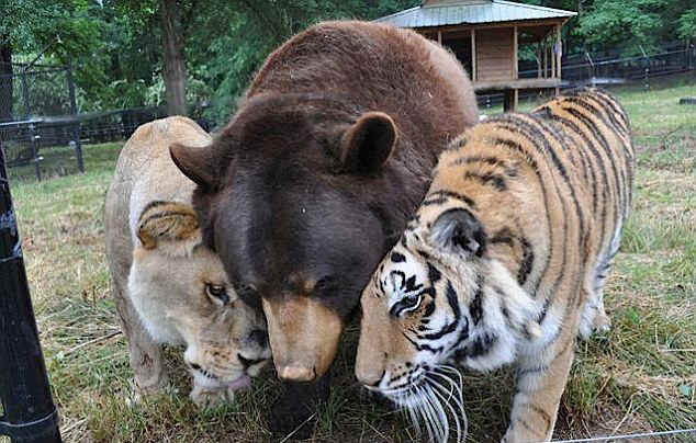 Lucas看柏芝吻戏向霆锋告状:妈跟黑皮肤男亲嘴