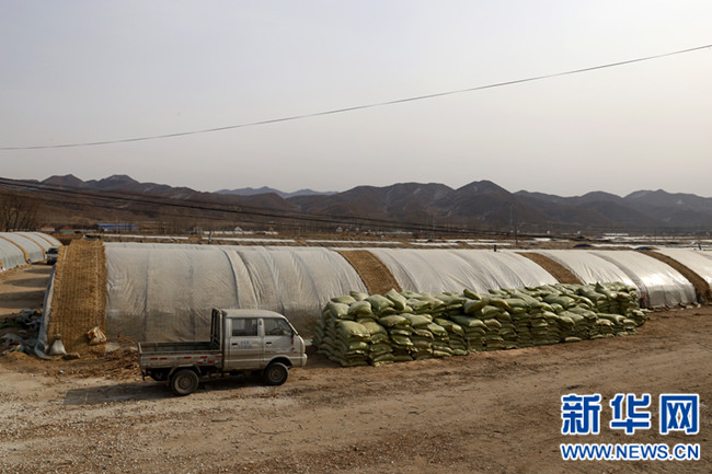 产业带动 香菇种植促丰富村脱贫