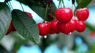 全国首个预报樱桃成熟期气象产品在大连发布