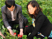 王春花：丹東草莓技術推廣的帶頭人