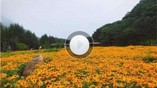 视频】本溪县森林 花海 羊汤节引来八方品鲜