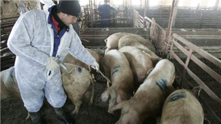 辽宁:强化生猪移动监管 严防疫情扩散蔓延