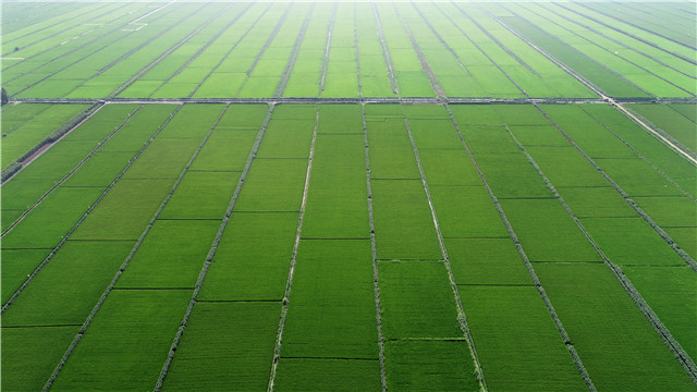 秦春芝:以认养农业为主导 促进乡村产业振兴
