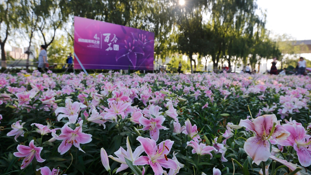 沈阳：百合盛放引客来