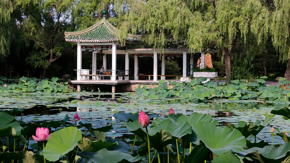 沈阳北陵荷塘&ldquo;悦&rdquo;色