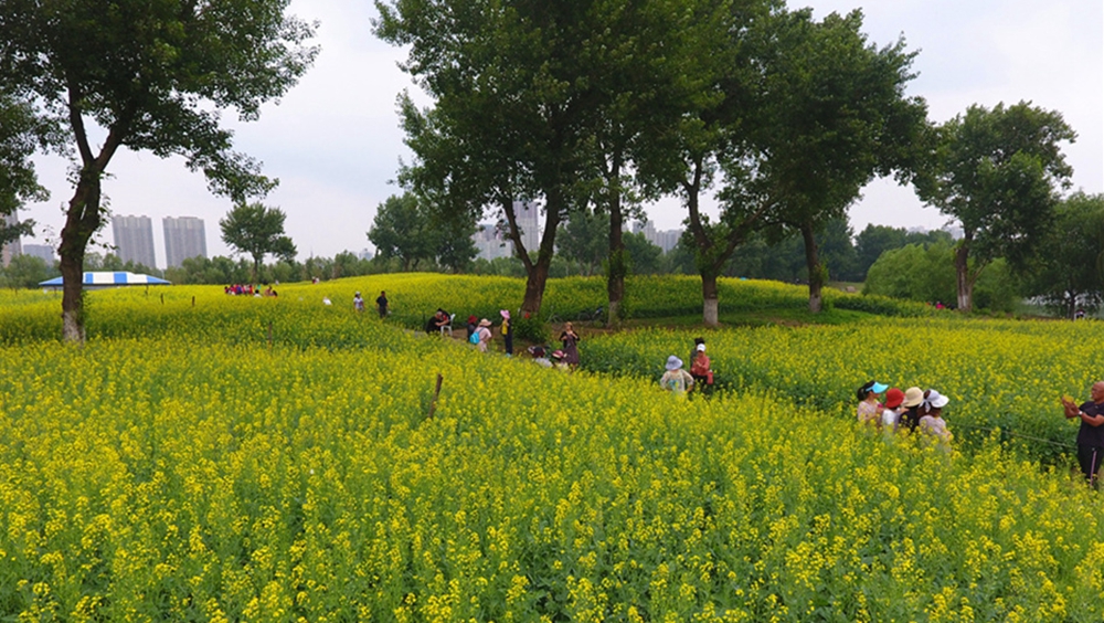 沈阳和平体育公园2万平方米油菜花海惹人醉