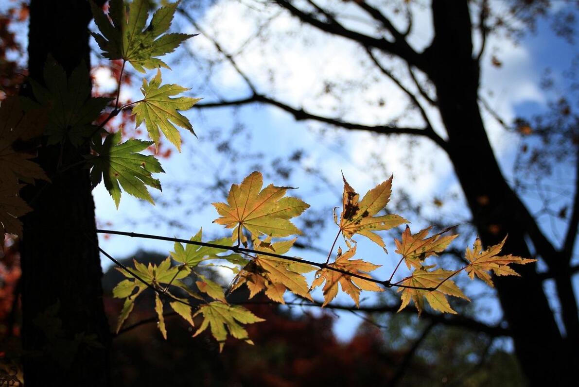 大连本溪携手合作 山海相连融合发展