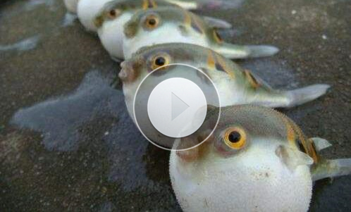 【视频】国内首个优质河豚鱼之乡落户大连金普