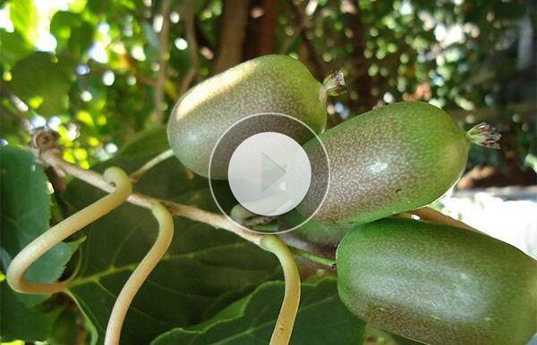 【视频】丹东:软枣猕猴桃基地喜迎八方采摘游