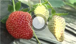 【视频】丹东东港:低温预冷种植技术让草莓有
