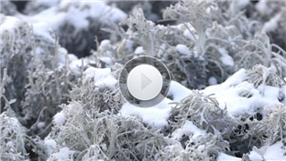 【视频】大雪节气话养生 怡然自得过寒冬