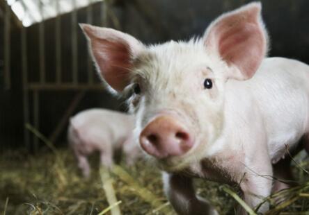 非洲猪瘟影响食品安全?猪肉会涨价?专家这样