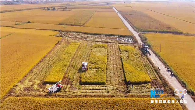 金黃色的風景|航拍稻田豐收美景