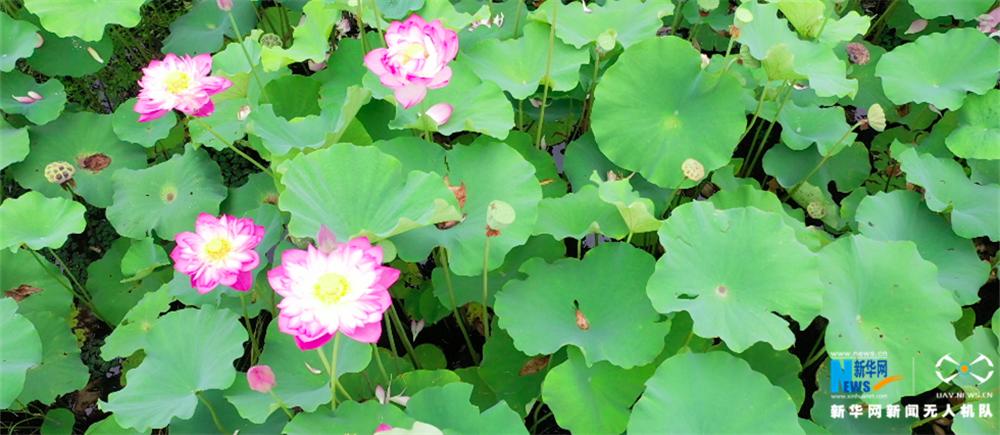 【&ldquo;飛閱&rdquo;中國】營口：荷塘美景惹人醉