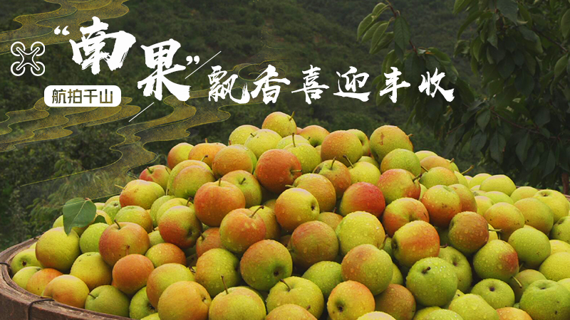 &ldquo;南果&rdquo;飄香喜迎豐收