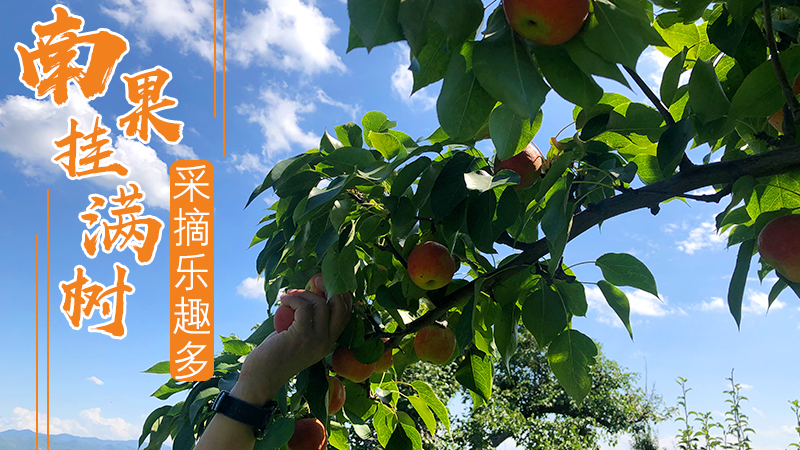 南果挂滿樹 採摘樂趣多