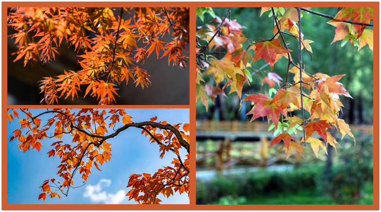 這些&ldquo;楓&rdquo;景，驚艷了秋天！