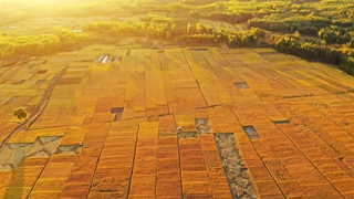 農發行大連市分行突出“五大重點”服務鄉村振興