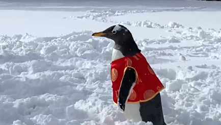 企鹅和游客打“雪仗”