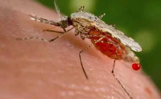 涨知识：蚊子吸血挑血型？