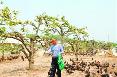 辽中农民“花样”养蛋鸡赚大钱