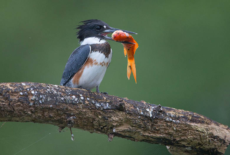 手机绑定银行卡 竟被转走40万