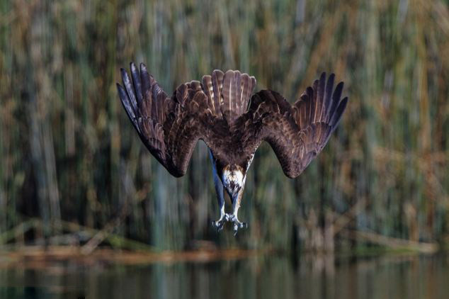 烧掉19亿两巨头图啥 打车软件进入后补贴时代