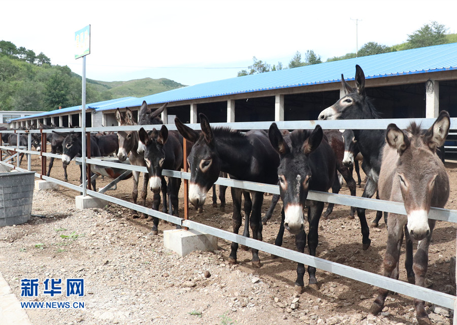 葫芦岛市建昌县:狠抓产业扶贫模式 助百姓脱贫