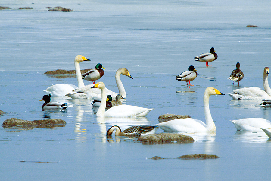 醉美沈阳:明秀卧龙湖